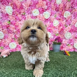Male Shih-Poo puppy named Rolo for sale at Pet Express Braintree.