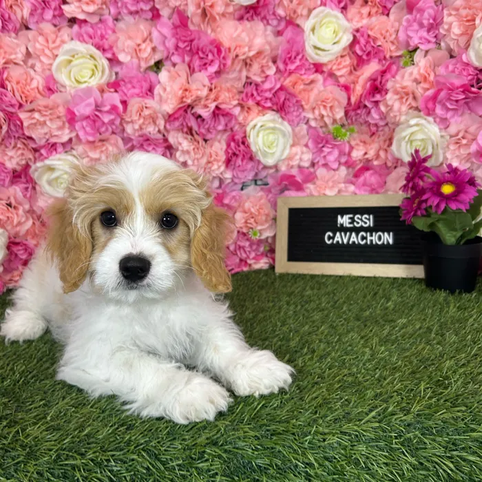 Male Cavachon puppy named Messi for sale at Pet Express Braintree.