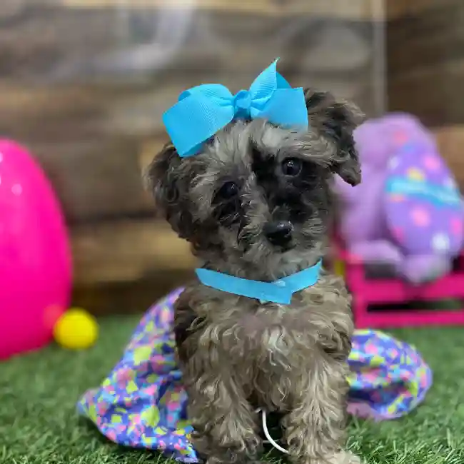 Female Poodle Toy Puppy for Sale in Braintree, MA