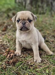 car_main_img_/media/ap_media/pets/HONSUGJPGWOW189701.webp.250x250_q85.webp
