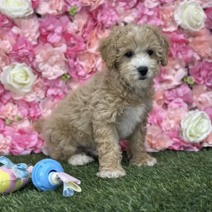 Male Poodle (MINI) Puppy for Sale in Saugus, MA