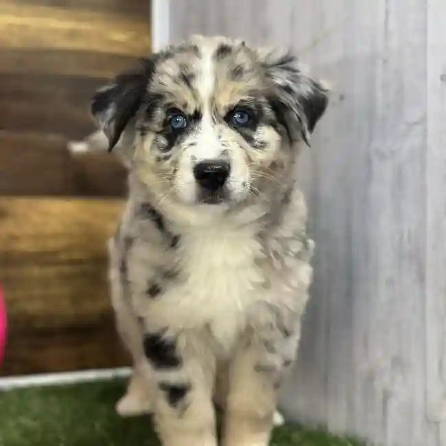 Female Australian Husky Puppy for Sale in Saugus, MA