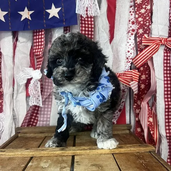 Male Poodle (Mini) puppy named Benny for sale at Pet Express Braintree.