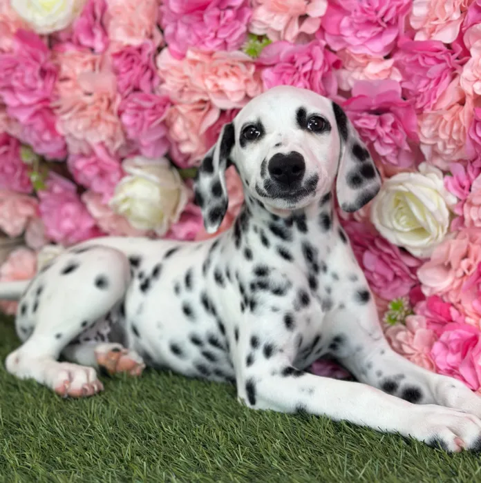 Female Dalmatian puppy named Lemon for sale at Pet Express Saugus.