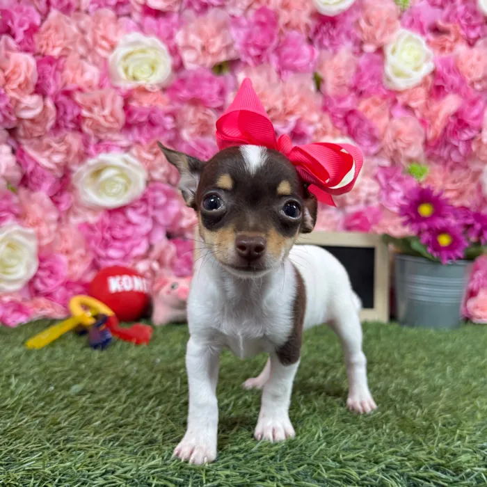 Female Taco Terrier (Toy Fox/Chi) puppy named Chica for sale at Pet Express Braintree.