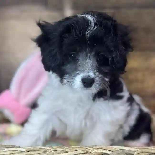Female Yorkie-Poo 2nd Gen Puppy for Sale in Saugus, MA