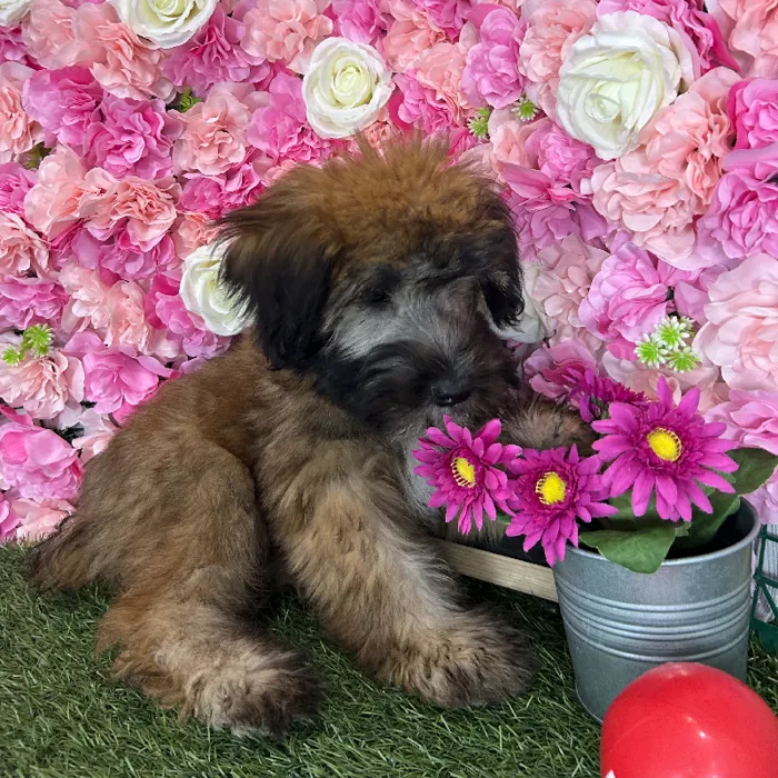 Female Soft Coated Wheaten Terrier puppy named Triscuit for sale at Pet Express Braintree.