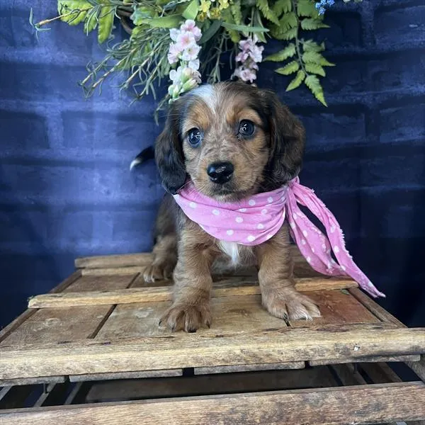 Female Dachshund puppy named Vi for sale at Pet Express Saugus.