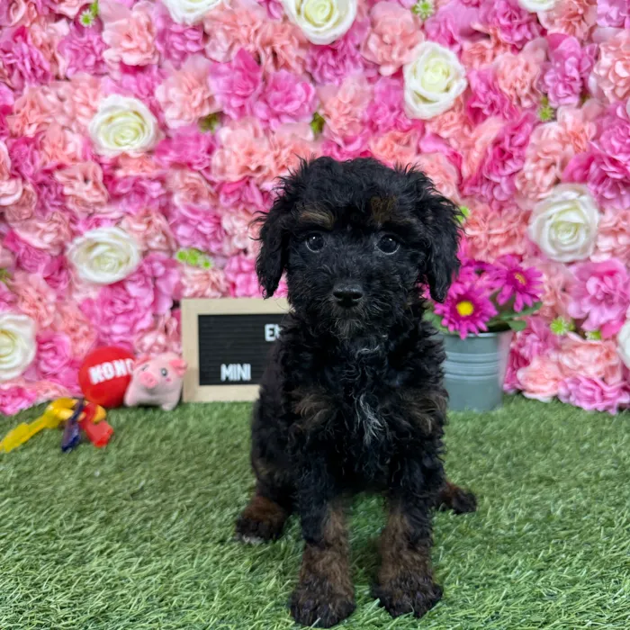 Female Poodle (Mini) puppy named Emma for sale at Pet Express Braintree.