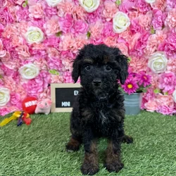 Female Poodle (Mini) puppy named Emma for sale at Pet Express Braintree.