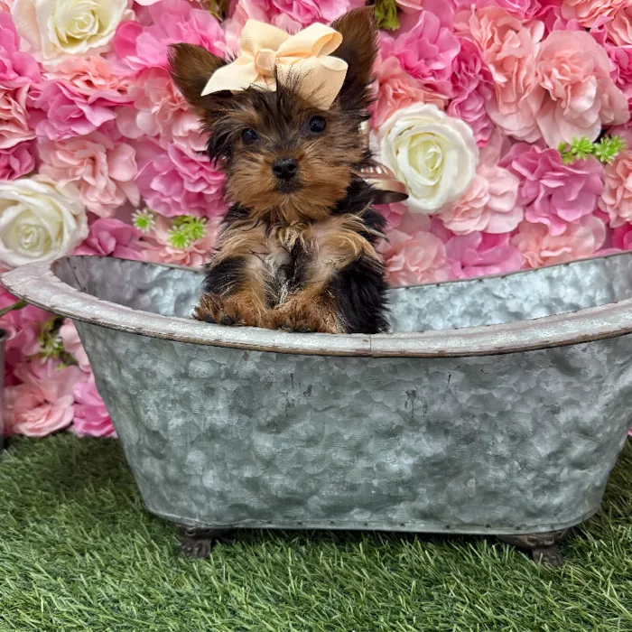 Female Yorkshire Terrier Puppy for Sale in Braintree, MA