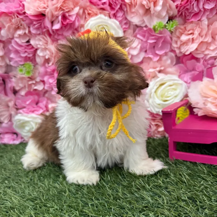 Male Shih Tzu Puppy for Sale in Braintree, MA