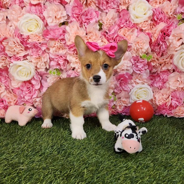 Female Pembroke Welsh Corgi puppy named Raya for sale at Pet Express Braintree.