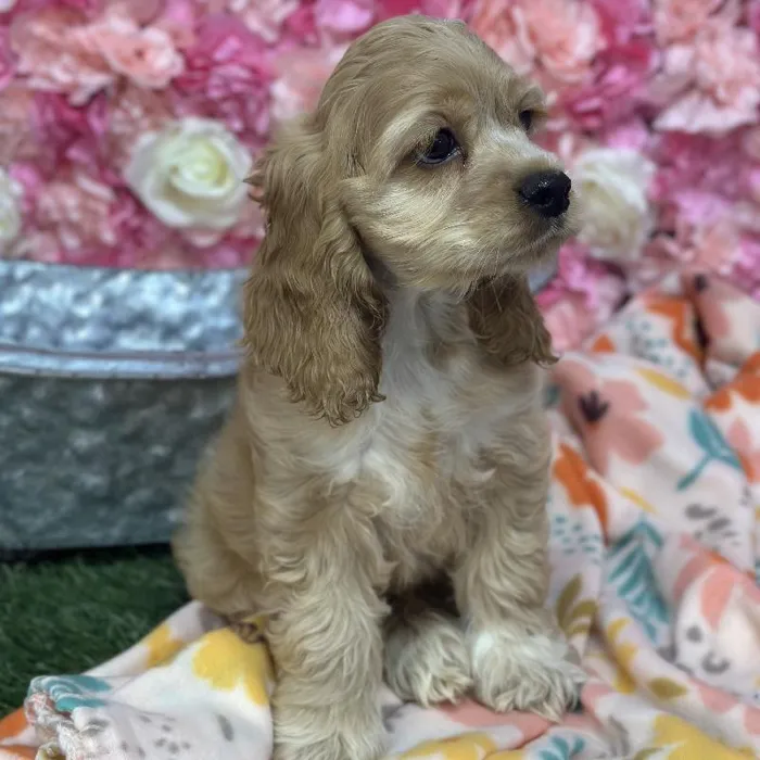 Female Cocker Spaniel Puppy for Sale in Saugus, MA