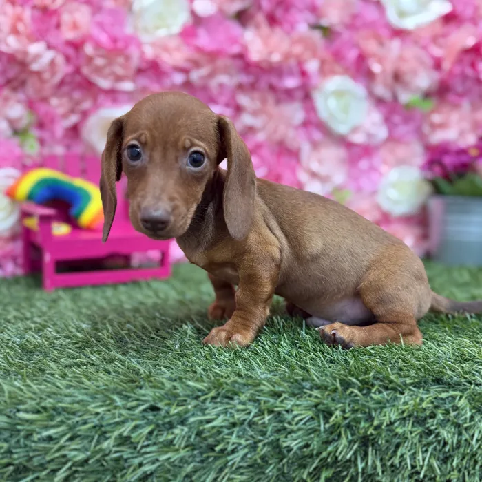 Male Dachshund Puppy for Sale in Braintree, MA