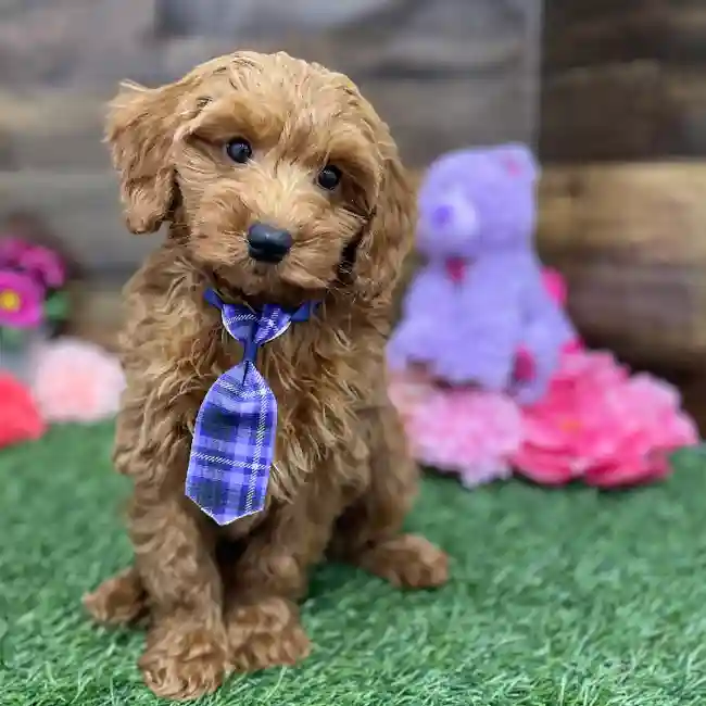 Male Mini Irishdoodle 2nd Gen Puppy for Sale in Braintree, MA