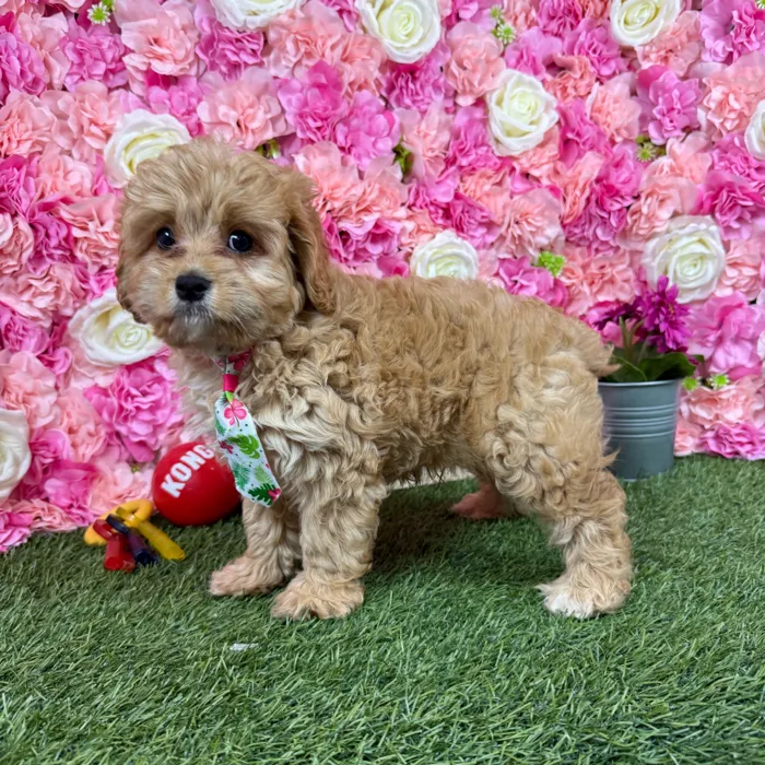 Male Cavapoo puppy named Marty for sale at Pet Express Braintree.