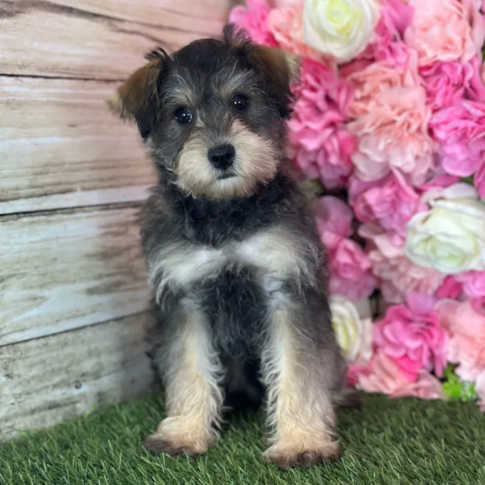 Male Schnoodle puppy named Otis for sale at Pet Express Saugus.