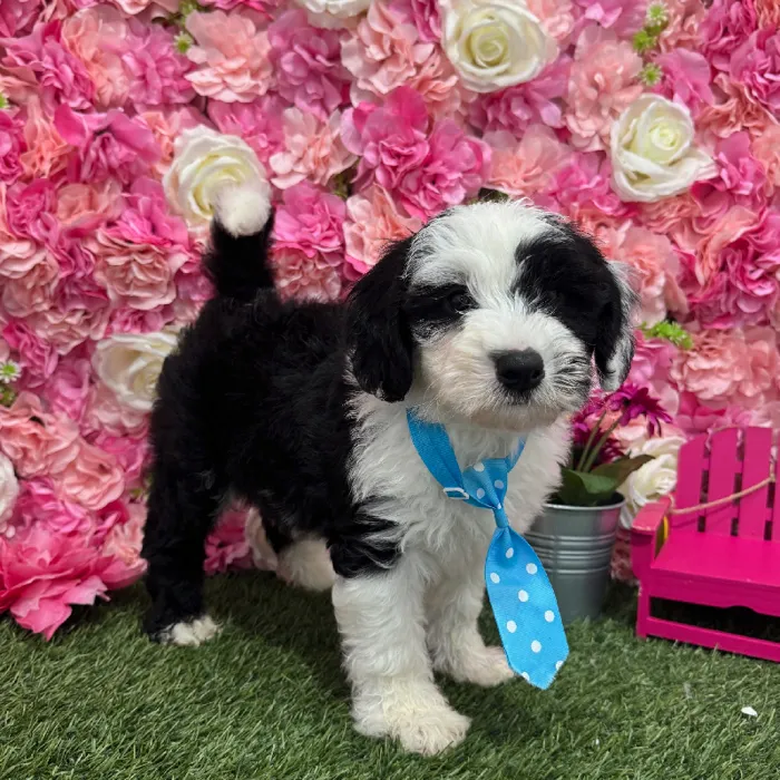 Male Mini Sheepadoodle Puppy for Sale in Braintree, MA