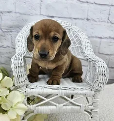 car_main_img_/media/ap_media/pets/HTUAEIVUKJSA182816.webp.250x250_q85.webp