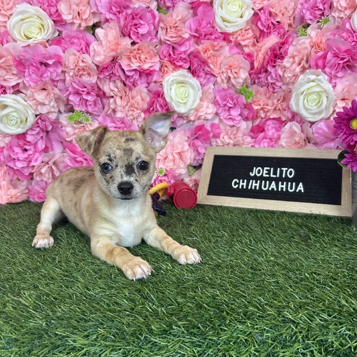 Male Chihuahua puppy named Joelito for sale at Pet Express Braintree.
