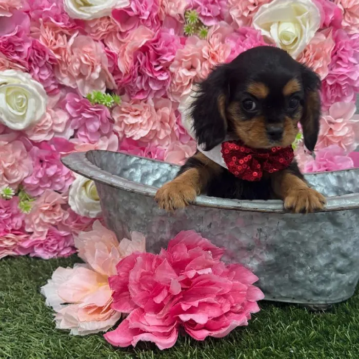 Male Cavalier King Charles Spaniel Puppy for Sale in Saugus, MA