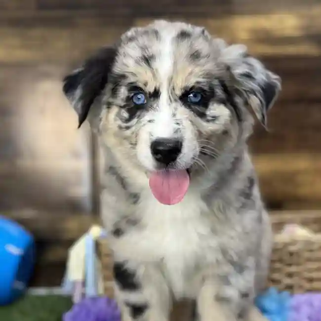 Female Australian Husky Puppy for Sale in Saugus, MA