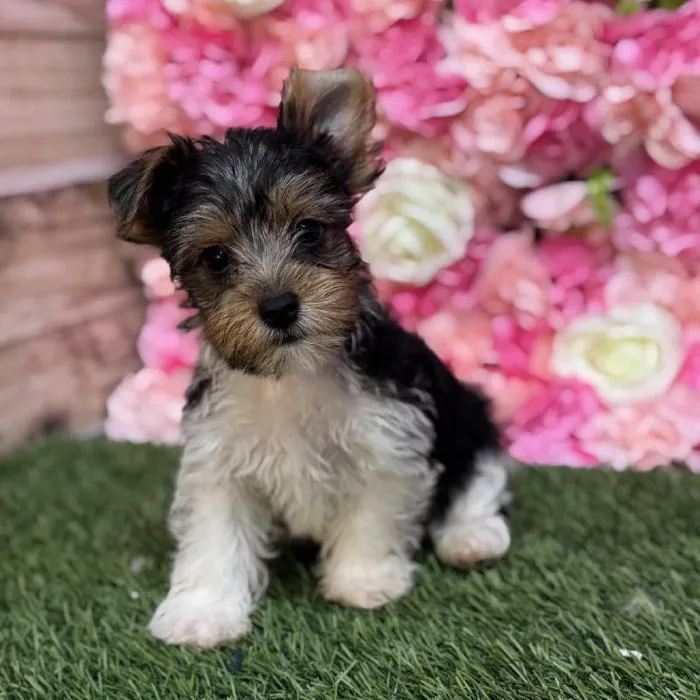 Male Yorkshire Terrier Puppy for Sale in Saugus, MA