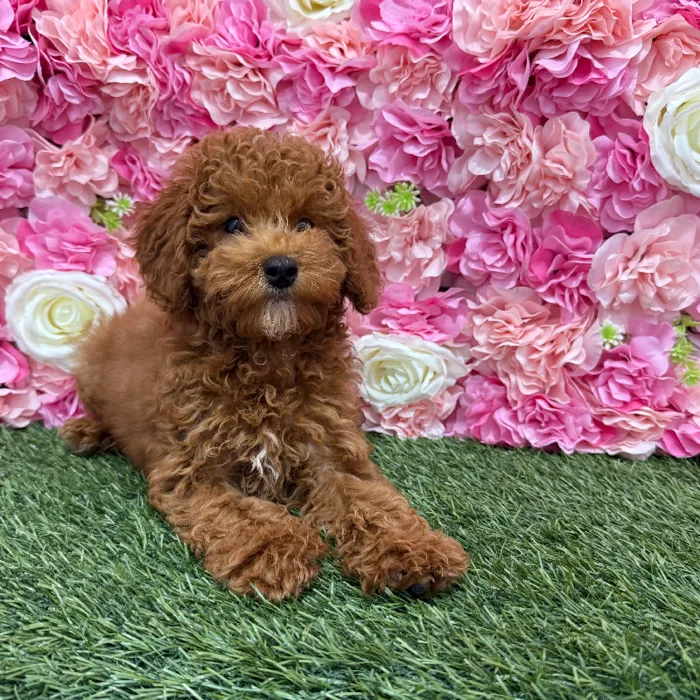 Male Poodle Toy Puppy for Sale in Braintree, MA