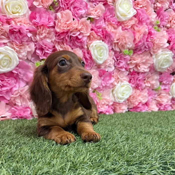 Male Dachshund Puppy for Sale in Braintree, MA