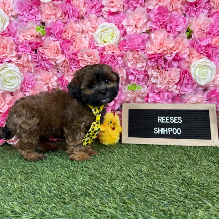 Male Shih-Poo puppy named Reese for sale at Pet Express Braintree.