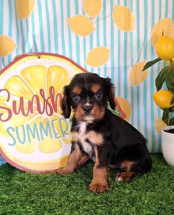 Male Cavalier King Charles Spaniel puppy named Chester for sale at Pet Express Saugus.