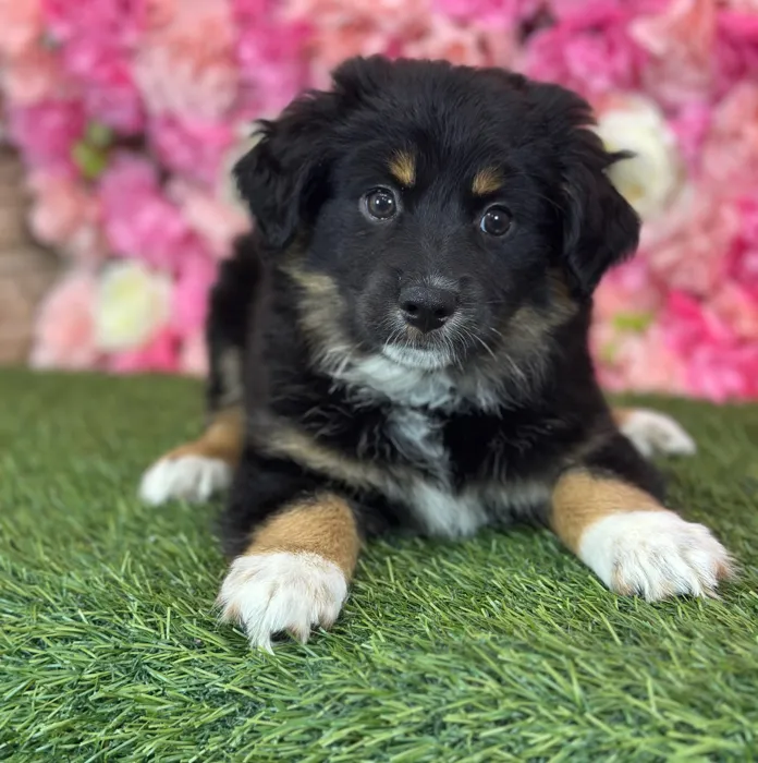 Female Miniature Australian Shepherd puppy named Acai for sale at Pet Express Saugus.