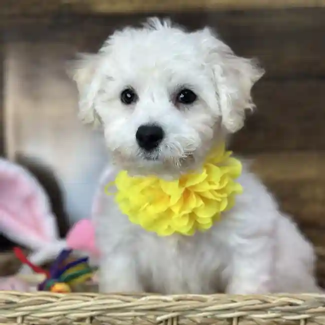 Female Bichon Frise Puppy for Sale in Saugus, MA