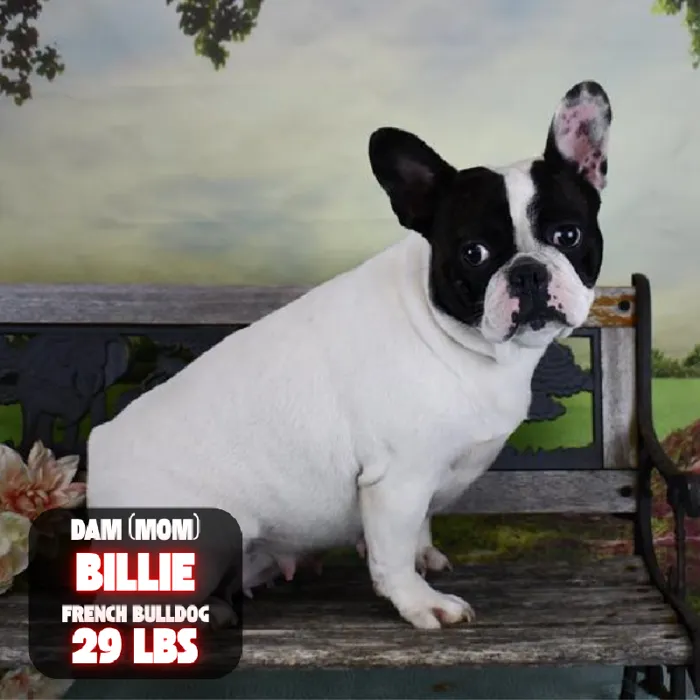 Female French Bulldog puppy named Tillie for sale at Pet Express Braintree.
