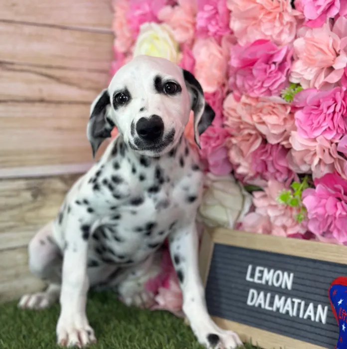 Female Dalmatian puppy named Lemon for sale at Pet Express Saugus.