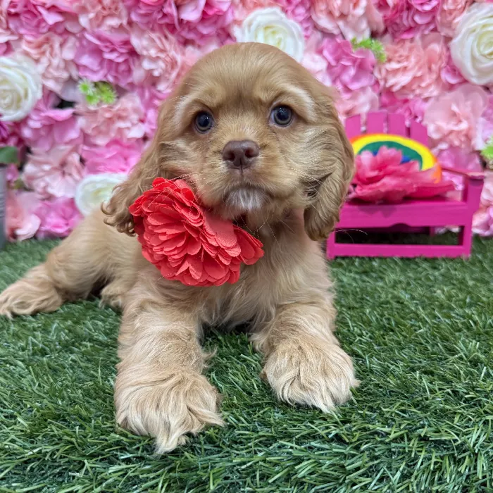 Female Cocker Spaniel Puppy for Sale in Braintree, MA