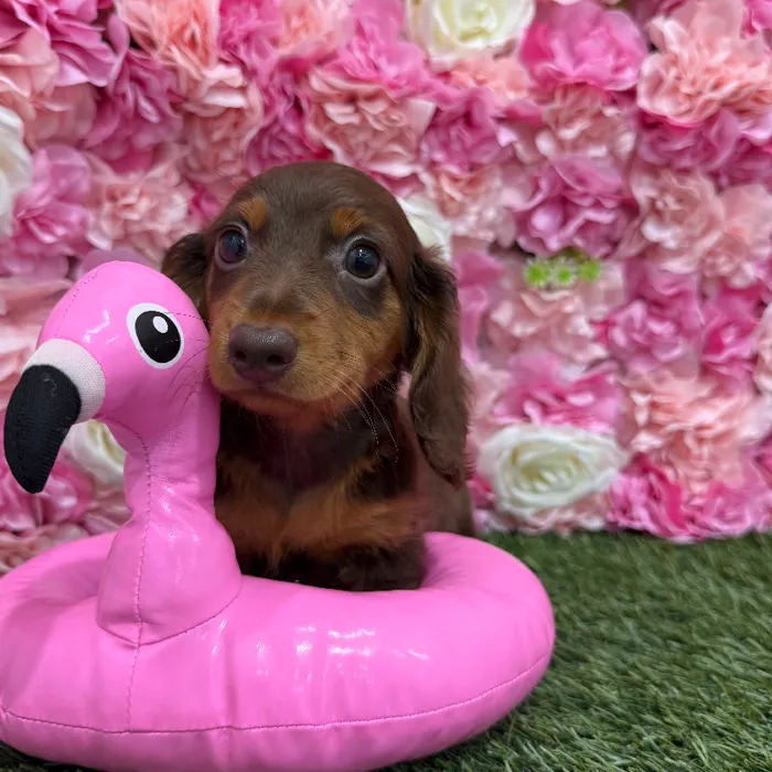 Male Dachshund Puppy for Sale in Braintree, MA