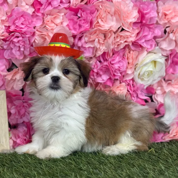 Male Malshi puppy named Smitty for sale at Pet Express Saugus.