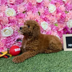 Female Mini Goldendoodle 2Nd Gen puppy named Molli for sale at Pet Express Braintree.