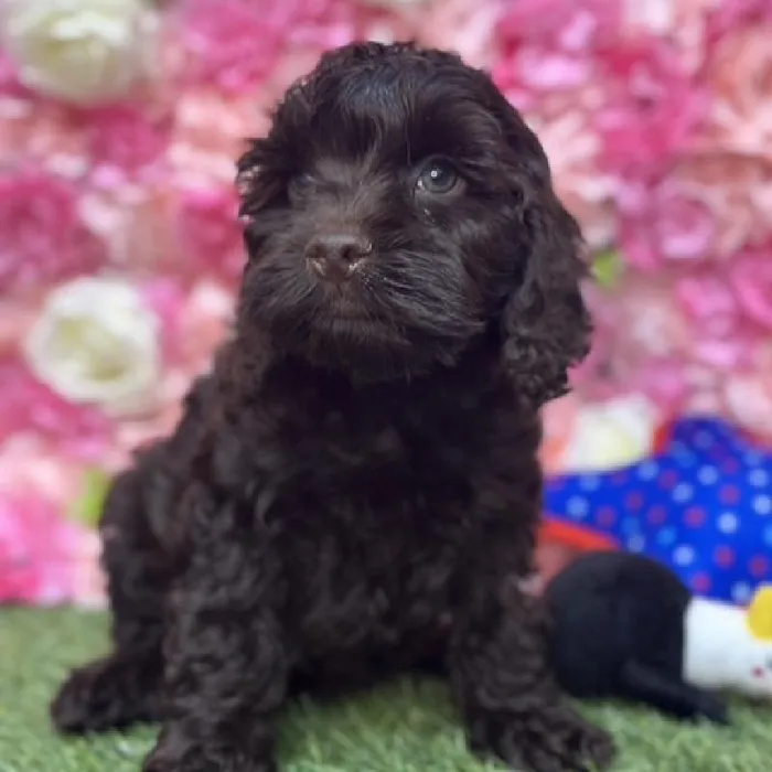 Male Cockapoo Puppy for Sale in Saugus, MA