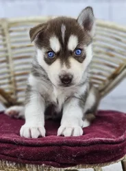 car_main_img_/media/ap_media/pets/HZJLNYMFEHLI187646.webp.250x250_q85.webp