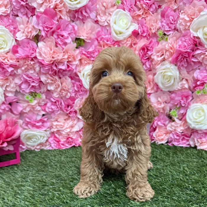 Female Cockapoo Puppy for Sale in Braintree, MA