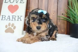 car_main_img_/media/ap_media/pets/HZSBHODOUEII183791.webp.250x250_q85.webp