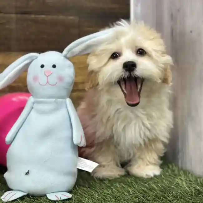 Male Lhasa-Poo Puppy for Sale in Saugus, MA