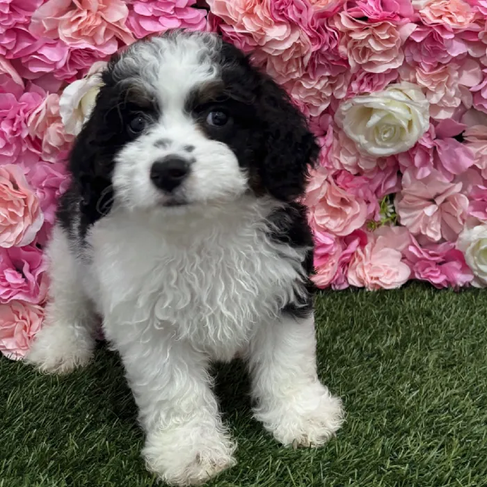 Female Mini Bernedoodle 2nd Gen Puppy for Sale in Braintree, MA