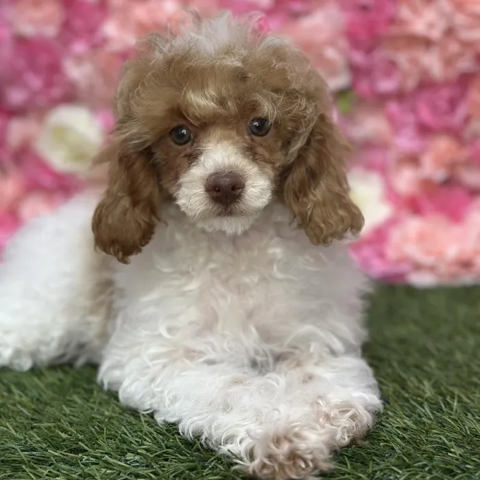 Female Poodle Toy Puppy for Sale in Saugus, MA