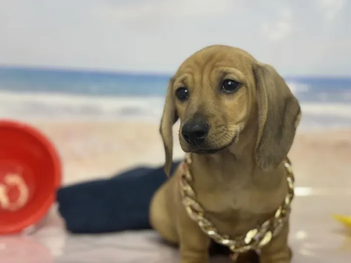 Male Dachshund Puppy for Sale in Saugus, MA