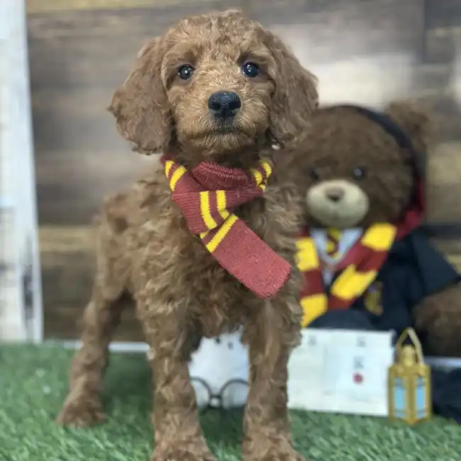 Male Mini Irishdoodle 2nd Gen Puppy for Sale in Saugus, MA
