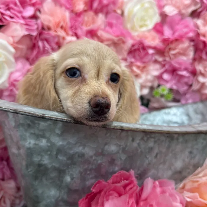 Female Dachshund Puppy for Sale in Braintree, MA